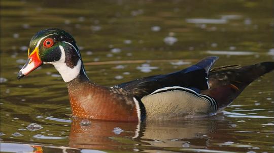 纪录片《鸭鸭世界  An Original DUCKumentary》（2012美国）--高清4K/1080P迅雷BT资源下载