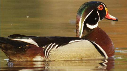 纪录片《鸭鸭世界  An Original DUCKumentary》（2012美国）--高清4K/1080P迅雷BT资源下载