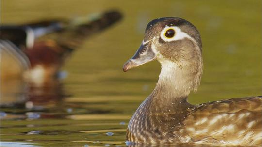 纪录片《鸭鸭世界  An Original DUCKumentary》（2012美国）--高清4K/1080P迅雷BT资源下载