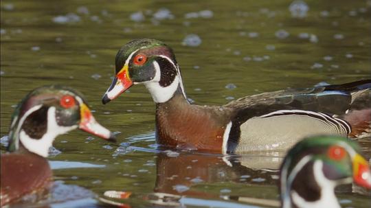 纪录片《鸭鸭世界  An Original DUCKumentary》（2012美国）--高清4K/1080P迅雷BT资源下载