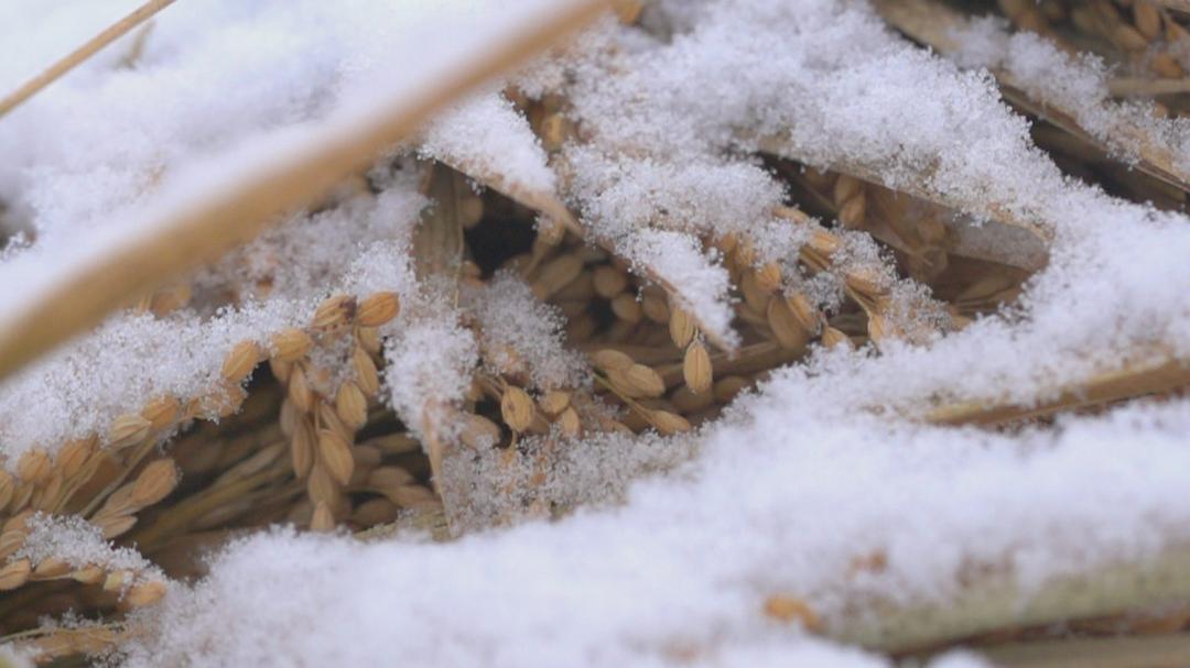 电视剧《稻米之路》（2019中国大陆）--高清4K/1080P迅雷BT资源下载