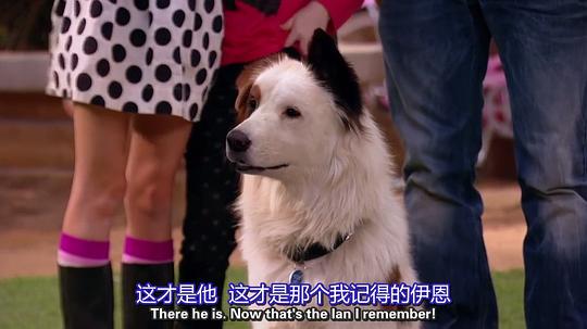 电视剧《狗狗博客 第一季  Dog with a blog》（2012美国）--高清4K/1080P迅雷BT资源下载