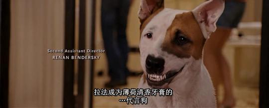 电影《富贵吉娃娃  Beverly Hills Chihuahua》（2008美国）--高清4K/1080P迅雷BT资源下载