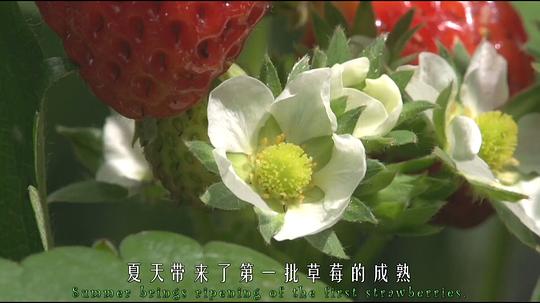 电影《野性花园  Garden Wild！》（2015奥地利 Austria）--高清4K/1080P迅雷BT资源下载