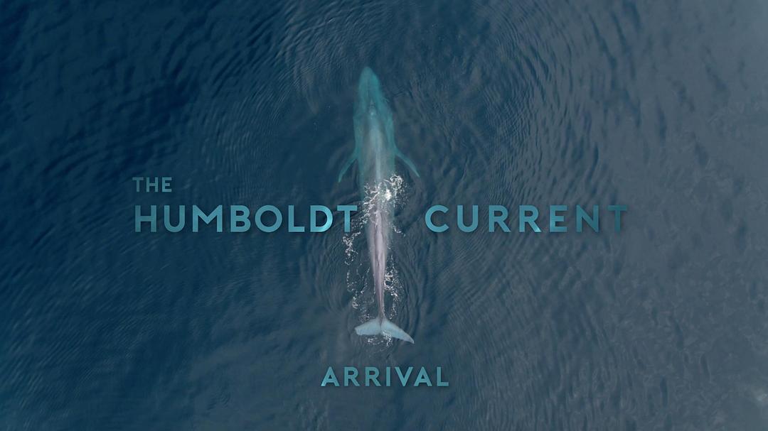 电视剧《The Humboldt Current Season 1  The Humboldt Current》（2021美国）--高清4K/1080P迅雷BT资源下载