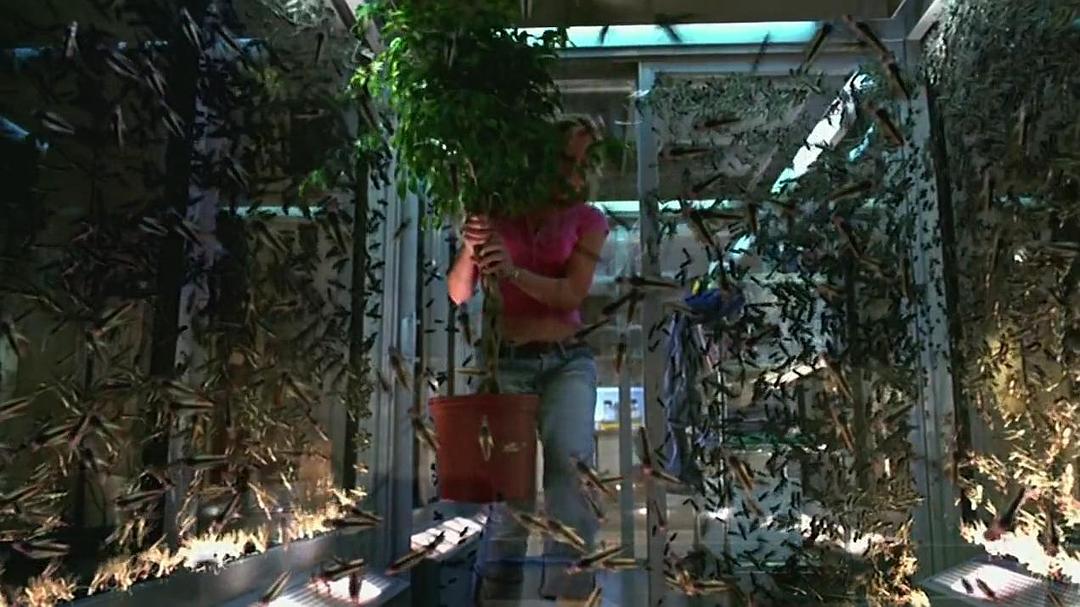 电影《极度惊蝗  Locusts》（2005美国）--高清4K/1080P迅雷BT资源下载