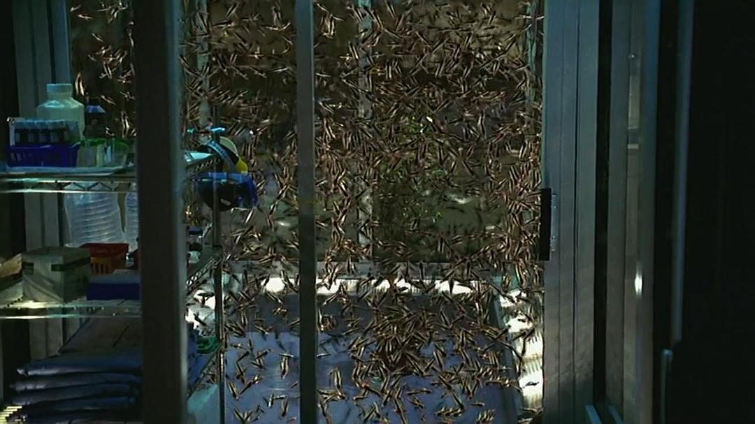 电影《极度惊蝗  Locusts》（2005美国）--高清4K/1080P迅雷BT资源下载