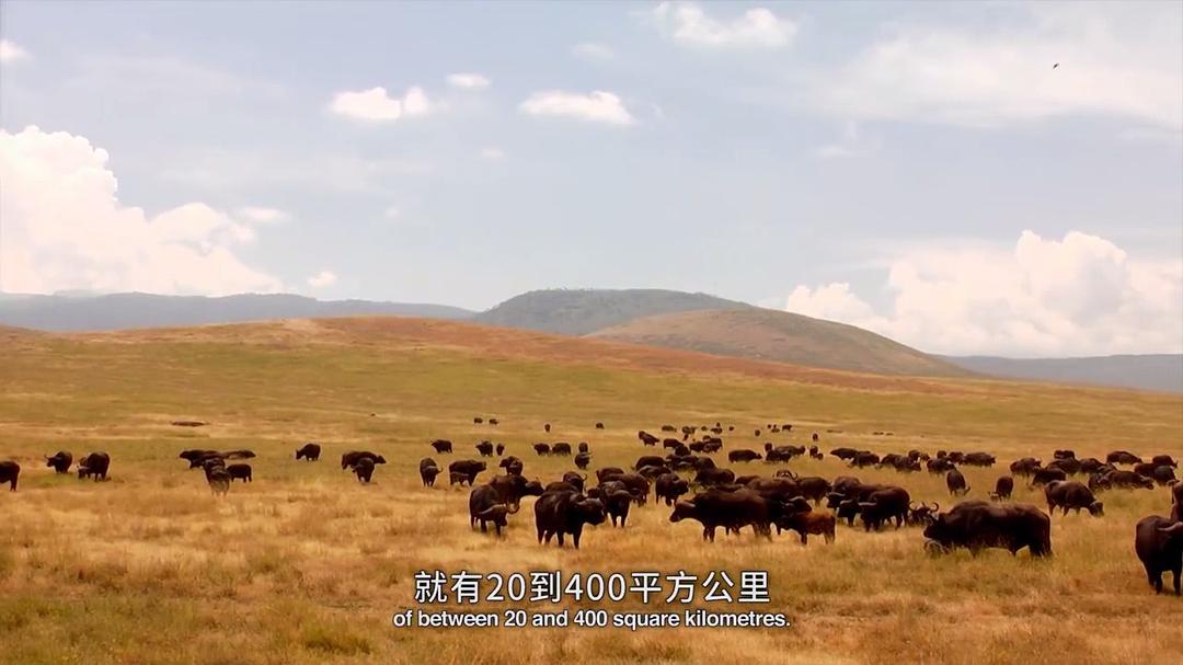 电影《奇幻之旅  Viaje mágico a África》（2010西班牙）--高清4K/1080P迅雷BT资源下载