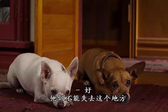 电影《比佛利拜金狗2  Beverly Hills Chihuahua 2》（2011美国）--高清4K/1080P迅雷BT资源下载