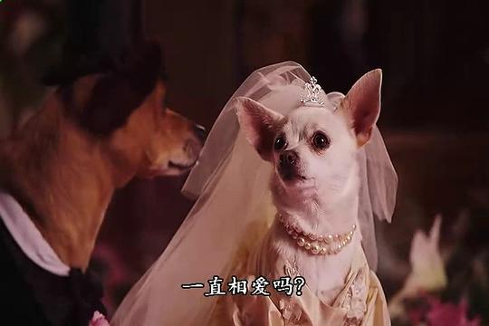 电影《比佛利拜金狗2  Beverly Hills Chihuahua 2》（2011美国）--高清4K/1080P迅雷BT资源下载