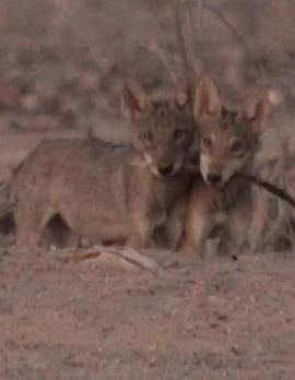 纪录片《沙漠生存者：阿拉伯狼  Desert Survivors: The Arabian Wolf》（2016美国）--高清4K/1080P迅雷BT资源下载