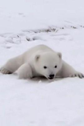 纪录片《北极熊宝宝  Britain's Polar Bear Cub》（2018英国）--高清4K/1080P迅雷BT资源下载