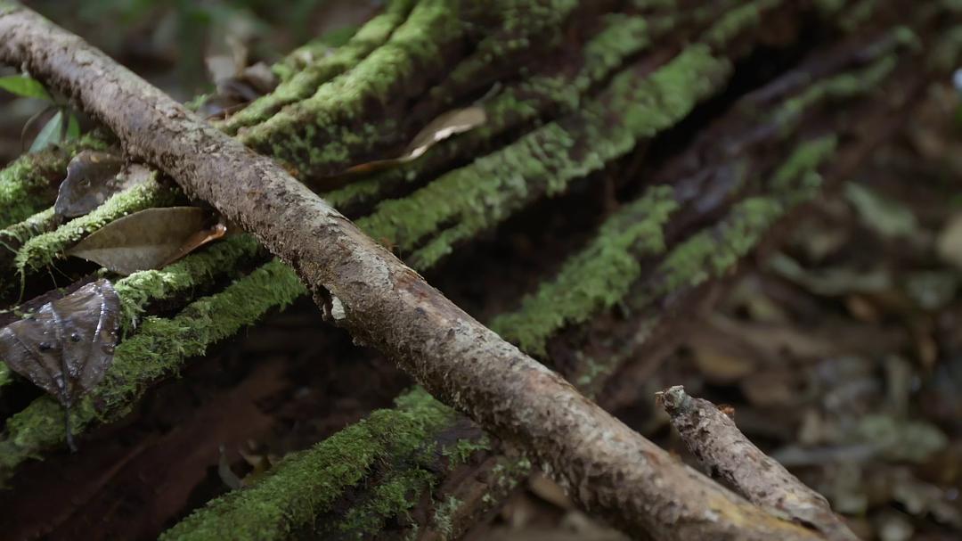 纪录片《蚂蚁的智慧  La forêt des fourmis》（2023法国）--高清4K/1080P迅雷BT资源下载