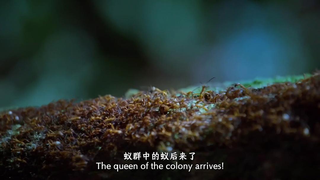 纪录片《蚂蚁的智慧  La forêt des fourmis》（2023法国）--高清4K/1080P迅雷BT资源下载