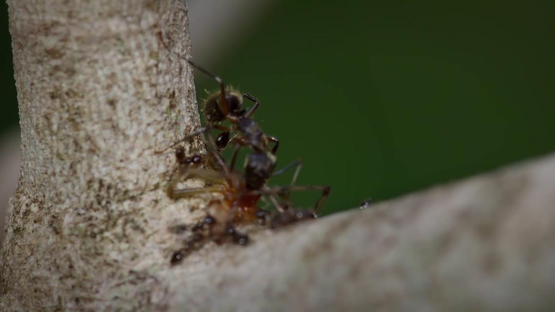 纪录片《蚂蚁的智慧  La forêt des fourmis》（2023法国）--高清4K/1080P迅雷BT资源下载