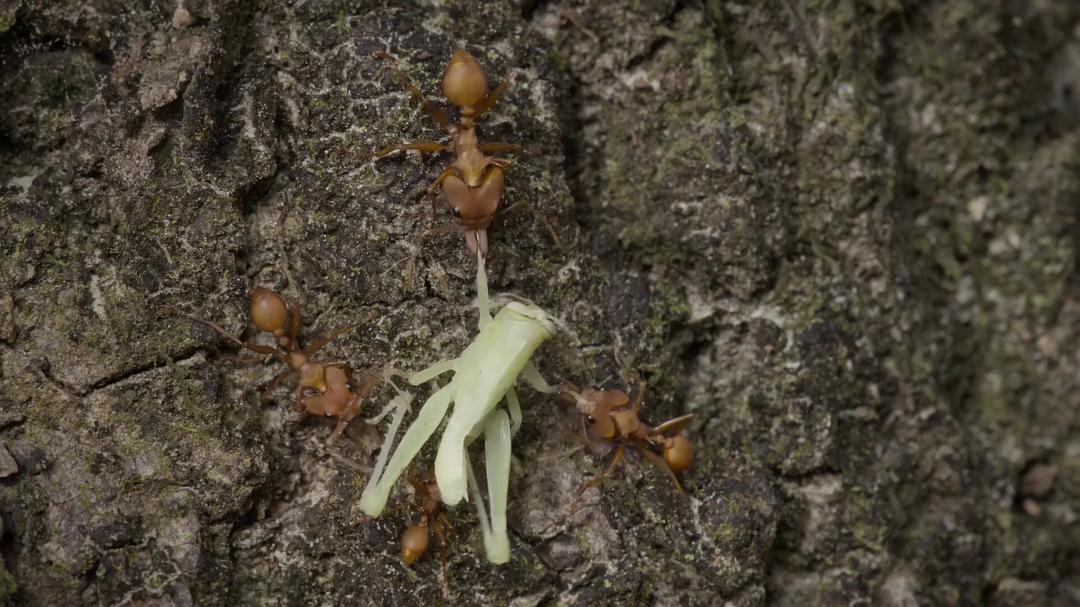 纪录片《蚂蚁的智慧  La forêt des fourmis》（2023法国）--高清4K/1080P迅雷BT资源下载