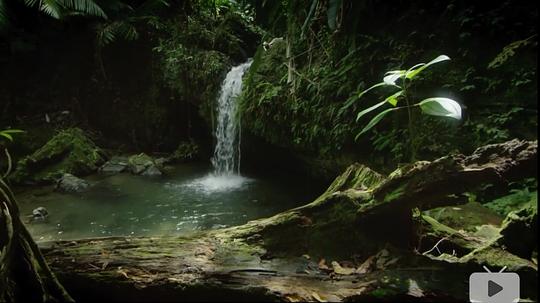 纪录片《自然世界：波多黎各-魅力之岛  Natural World: Puerto Rico- Island of Enchantment》（2017英国）--高清4K/1080P迅雷BT资源下载