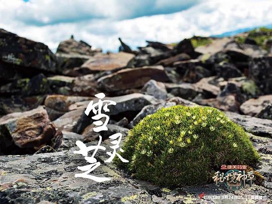 电视剧《秘境神草 第二季》（2019中国大陆）--高清4K/1080P迅雷BT资源下载