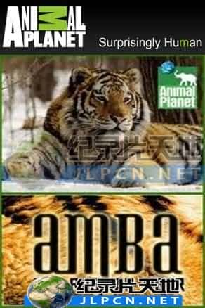 [Animal Planet] 《俄罗斯寻虎行动》Amba The Russia Tiger- 动物纪录片1080P/720P/360P高清标清网盘迅雷下载