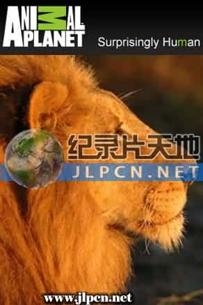 [Animal Planet] 《狮王之路》Brothers In Blood: The Lions Of Sabi Sand- 动物纪录片1080P/720P/360P高清标清网盘迅雷下载