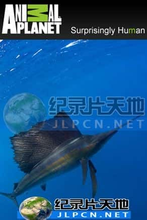 [Animal Planet] 《海中巨霸》- 动物纪录片1080P/720P/360P高清标清网盘迅雷下载