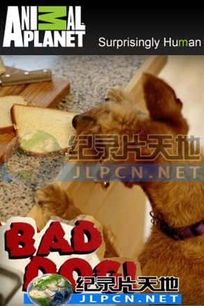 [Animal Planet] 《家有恶犬》- 宠物纪录片1080P/720P/360P高清标清网盘迅雷下载