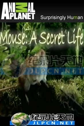 [Animal Planet] 《特务鼠的世界》- 动物纪录片1080P/720P/360P高清标清网盘迅雷下载