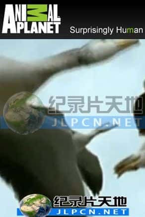 [Animal Planet] 《奇幻大自然》- 动物纪录片1080P/720P/360P高清标清网盘迅雷下载