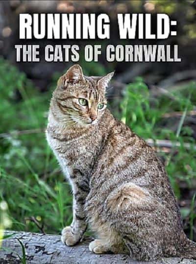 [2020][加拿大][纪录]《Running Wild: The Cats of Cornwall》[4K][1080P][迅雷BT][资源下载]