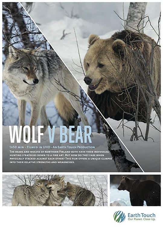 [2018][南非][纪录]《Wolf vs Bear》[4K][1080P][迅雷BT][资源下载]