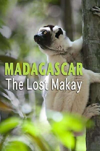 [2011][法国][纪录]《Madagascar: The Lost Makay》[4K][1080P][迅雷BT][资源下载]
