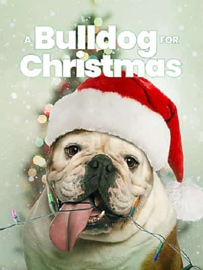 [2014][美国][剧情]《A Bulldog for Christmas》[4K][1080P][迅雷BT][资源下载]