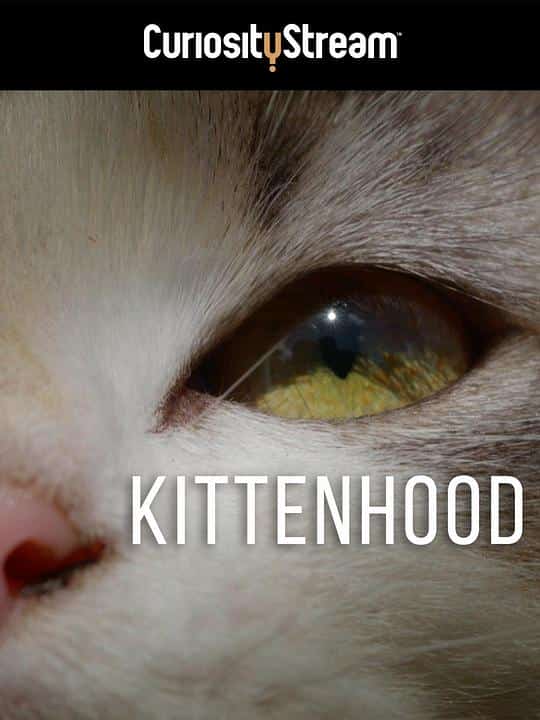 [2015][美国][纪录]《Kittenhood》[4K][1080P][迅雷BT][资源下载]