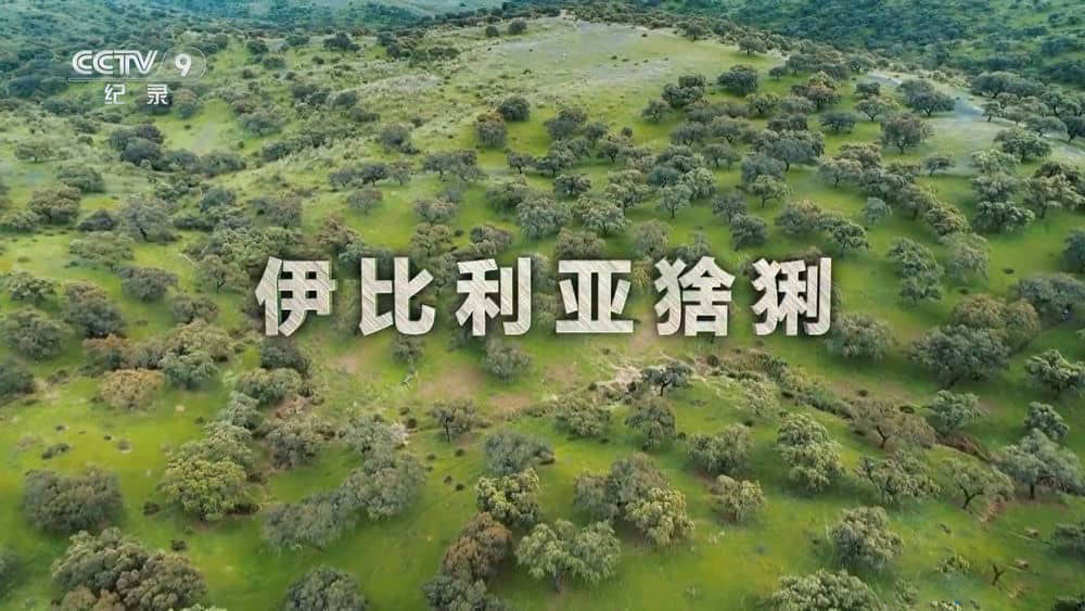 央视译制纪录电影《伊比利亚猞猁 Dehesa:El bosque del lince ibérico》[中字][1080P][网盘][资源下载]