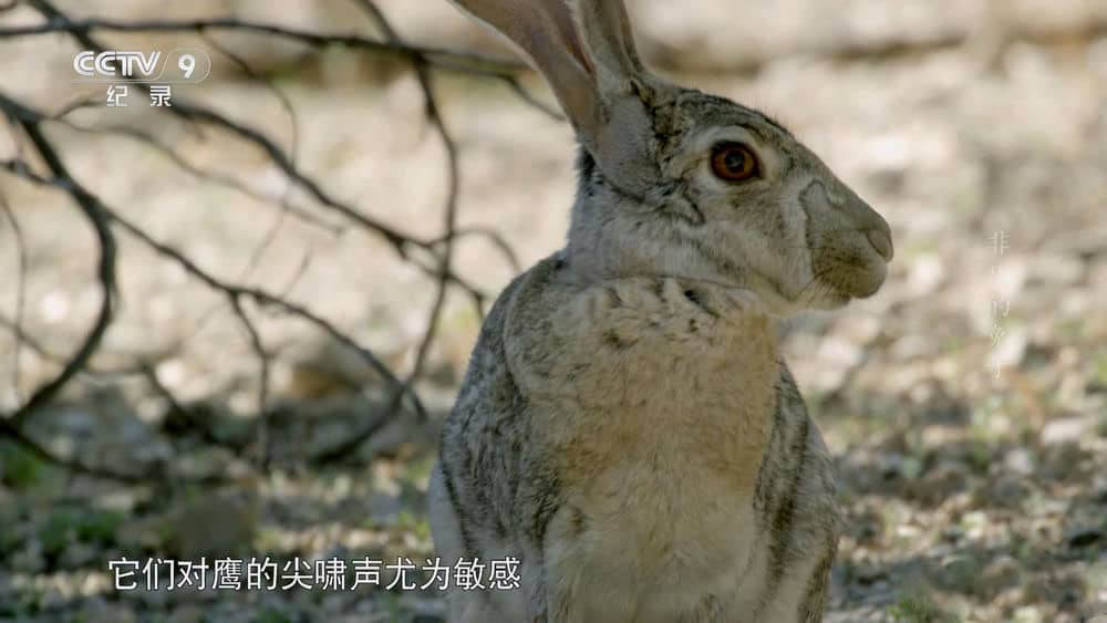 央视译制纪录片《非凡的兔子 了不起的兔子 Remarkable Rabbits》[全1集][中字][1080P][网盘][资源下载]