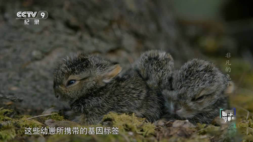 央视译制纪录片《非凡的兔子 了不起的兔子 Remarkable Rabbits》[全1集][中字][1080P][网盘][资源下载]