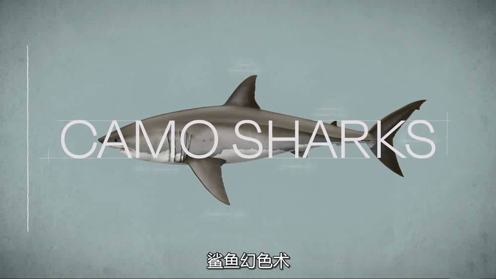 国家地理纪录片《鲨鱼幻色术 Camo Sharks 2022》[全1集][中字][1080P][网盘][资源下载]