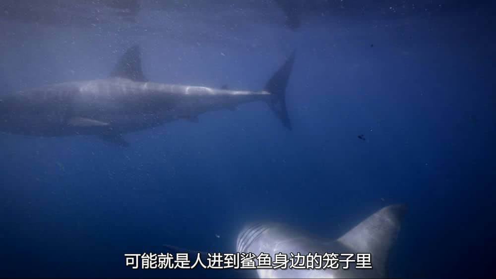 国家地理纪录片《鲨鱼幻色术 Camo Sharks 2022》[全1集][中字][1080P][网盘][资源下载]