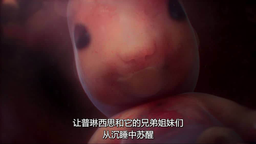 国家地理纪录片《子宫内日记：动物奇遇 In the Womb:Animal Babies 2022》[全2集][中字][1080P][网盘][资源下载]