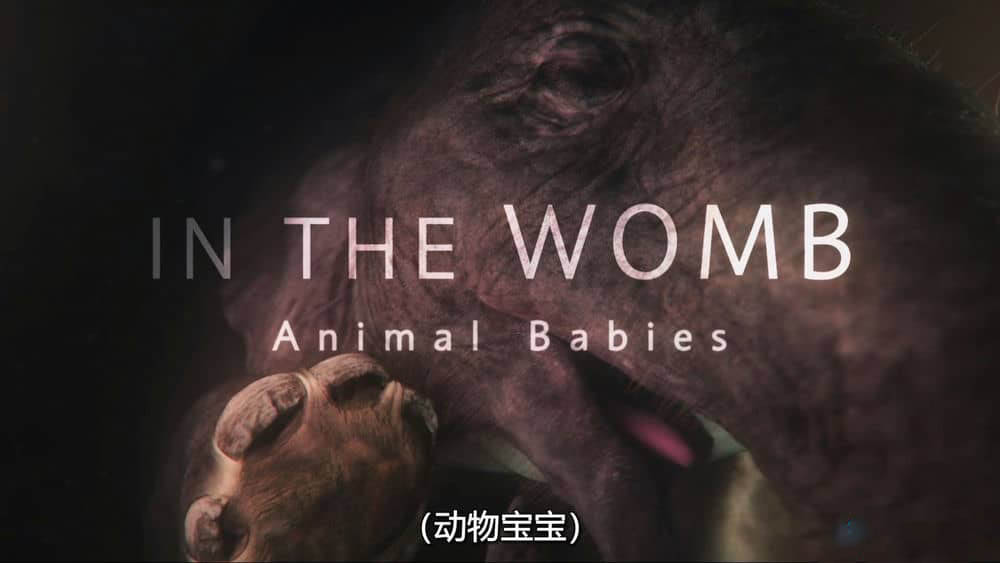 国家地理纪录片《子宫内日记：动物奇遇 In the Womb:Animal Babies 2022》[全2集][中字][1080P][网盘][资源下载]