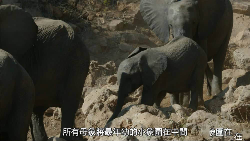 国家地理纪录片《大象的秘密 Secrets of the Elephants 2023》[全4集][中字][4K][网盘][资源下载]