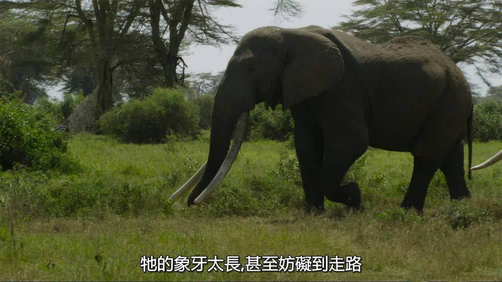 国家地理纪录片《大象的秘密 Secrets of the Elephants 2023》[全4集][中字][4K][网盘][资源下载]