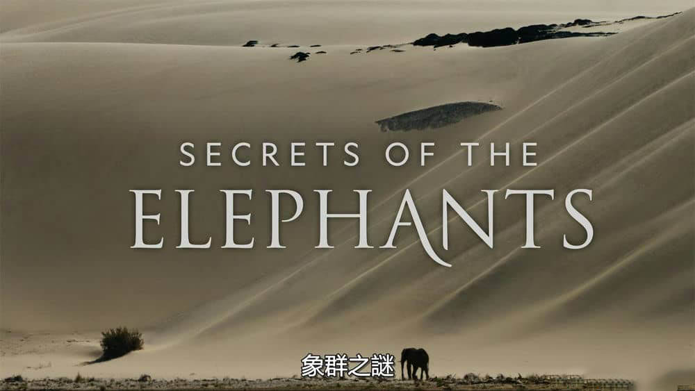 国家地理纪录片《大象的秘密 Secrets of the Elephants 2023》[全4集][中字][4K][网盘][资源下载]