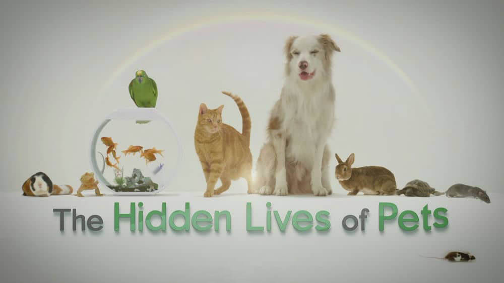 Netflix纪录片《宠物的秘密生活 The Hidden Lives of Pets 2022》[全4集][中字][1080P][网盘][资源下载]