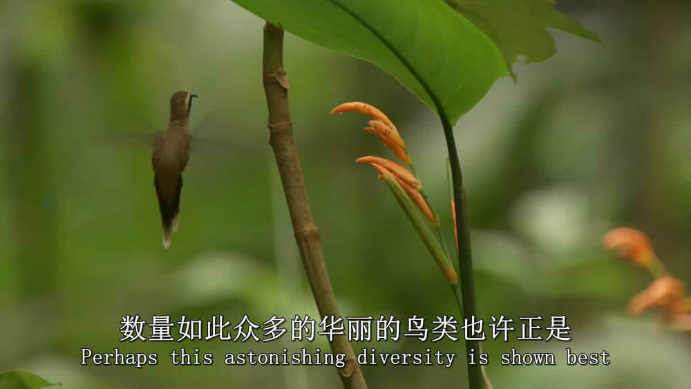 BBC纪录片《我们星球的秘密 Secrets of Our Living Planet 2012》[全4集][无字幕][外挂字幕][1080P][720P][网盘][资源下载]