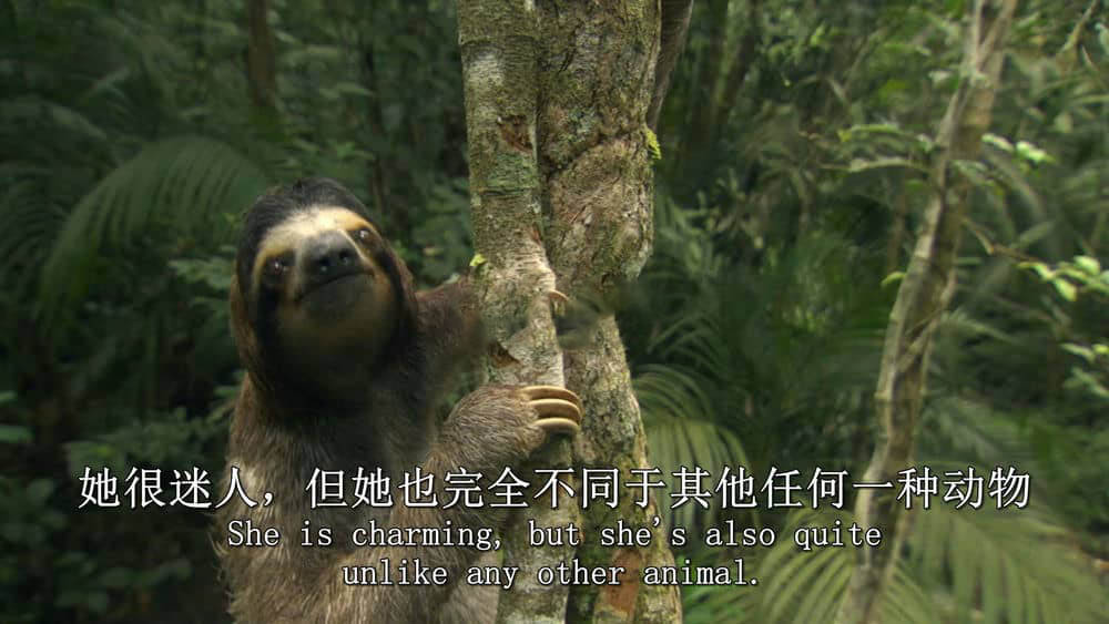 BBC纪录片《我们星球的秘密 Secrets of Our Living Planet 2012》[全4集][无字幕][外挂字幕][1080P][720P][网盘][资源下载]