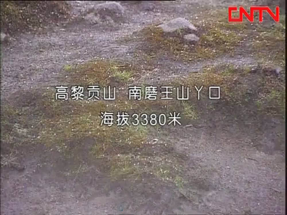 央视纪录片《最后的马帮 2000》[全4集][中字][DVD画质][网盘][资源下载]