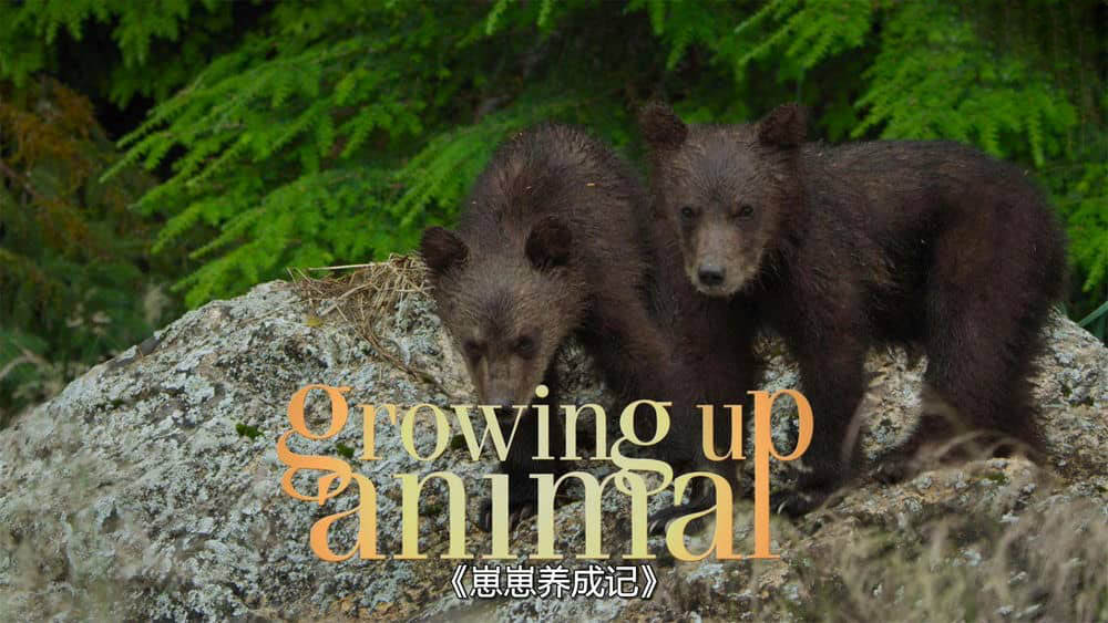 Disney+/国家地理纪录片《动物成长 Growing Up Animal 2021》[全6集][中字][4K][网盘][资源下载]