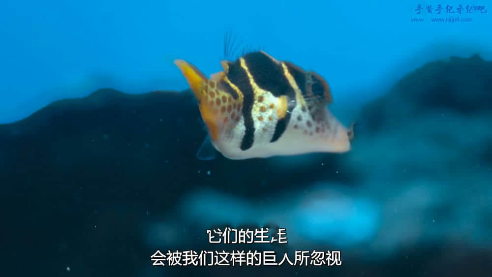 Netflix纪录片《河豚之家：神奇的珊瑚礁 Puff:Wonders of the Reef 2021》[全1集][中字][1080P][网盘][资源下载]