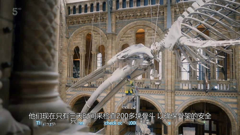 Ch5纪录片《英国自然历史博物馆：神奇世界 Natural History Museum:World of Wonder 2021》[全4集][中英双字][1080P][网盘][资源下载]